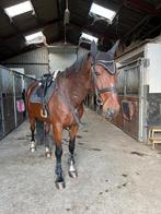 Braaf springpaard - Ruin, Dieren en Toebehoren, Paarden, Springpaard, Gechipt, Ruin, M