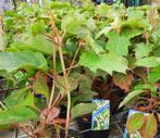 Hortensia 's, Halfschaduw, Zomer, Vaste plant, Overige soorten