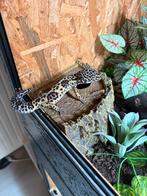 Baardagaam en luipaardgecko, Dieren en Toebehoren, Reptielen en Amfibieën