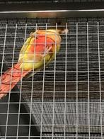 Pyrrhura molinae van 2025 en ouder., Dieren en Toebehoren, Geringd