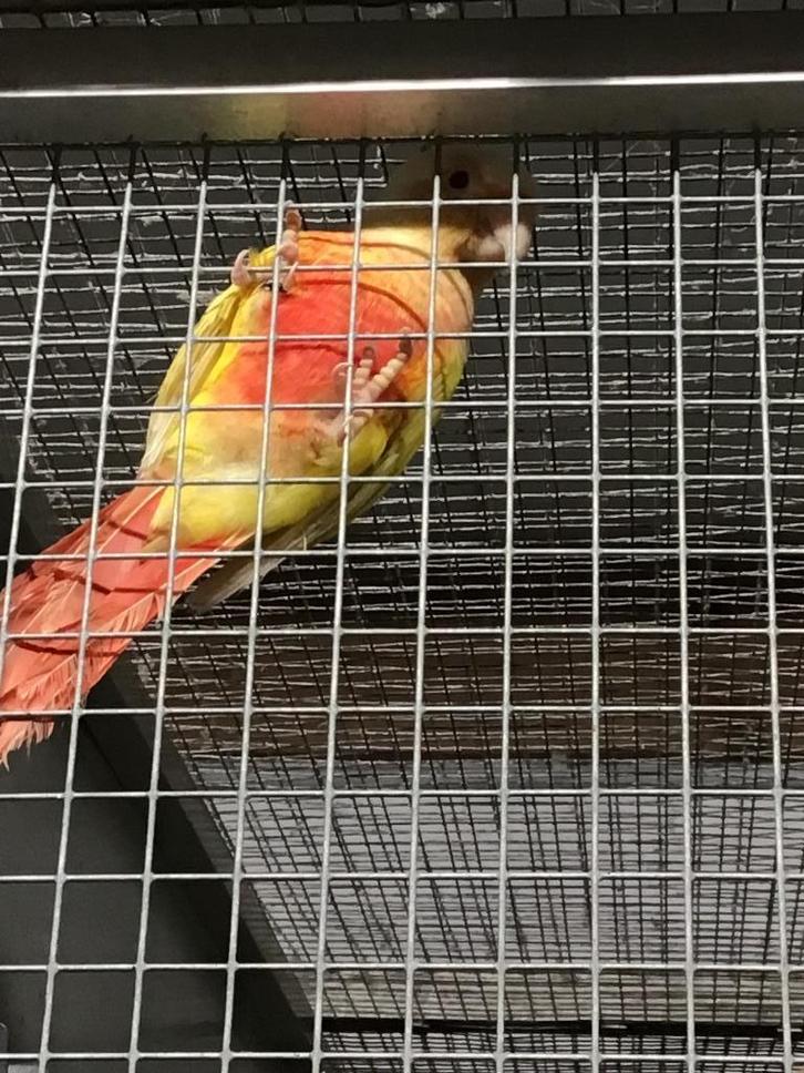 Pyrrhura molinae de 2025 à partir de 2025., Animaux & Accessoires, Oiseaux | Perruches & Perroquets, Bagué