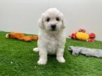 Nestje Bichon Frisé pups, België, Overige rassen, CDV (hondenziekte), 8 tot 15 weken