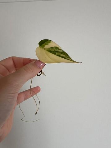 Philodendron micans variegata beschikbaar voor biedingen