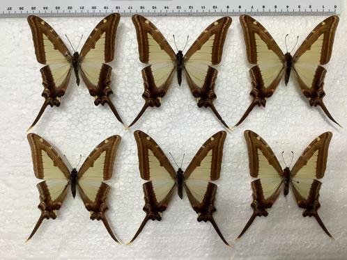 Papilio leucaspis, 7€/exemplaar, Verzamelen, Dierenverzamelingen, Zo goed als nieuw, Ophalen of Verzenden