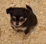 Chihuahua dwergpinschertje, Dieren en Toebehoren, CDV (hondenziekte), Meerdere, Klein, 8 tot 15 weken