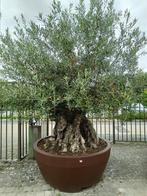 olijfboom bonsai 800 L, Olijfboom, 250 tot 400 cm, Zomer, Ophalen