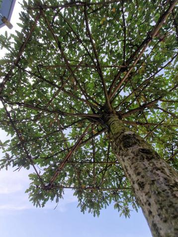 Quercus cerris dakbomen | Lang groenblijvend  beschikbaar voor biedingen