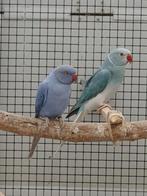 Violet opaline split wkws 2024 halsbandparkiet pop, Dieren en Toebehoren, Vogels | Parkieten en Papegaaien
