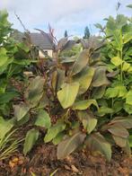 Canna musafolia rubrum (volledige struik 10€)Foto 1, Tuin en Terras, Ophalen, Zomer, Vaste plant