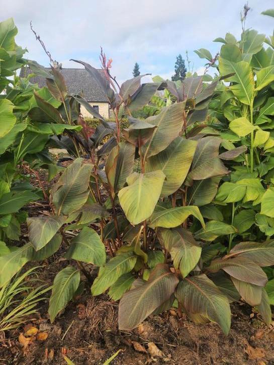 Canna musafolia rubrum (volledige struik 10€)Foto 1, Tuin en Terras, Planten | Tuinplanten, Vaste plant, Zomer, Ophalen