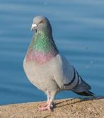 Pigeon à vendre, Animaux & Accessoires, Femelle, Autres espèces