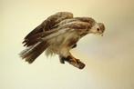 Taxidermie opgezette roofvogel, Verzamelen, Ophalen of Verzenden, Gebruikt, Opgezet dier
