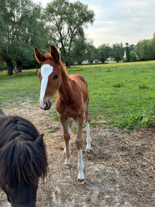 Hengt veulen, Dieren en Toebehoren, Paarden, Hengst, Z, 165 tot 170 cm, 0 tot 2 jaar, Springpaard, Met stamboom