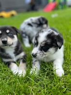 Prachtige pomsky pups, Dieren en Toebehoren, Honden | Poolhonden, Keeshonden en Oertypen, CDV (hondenziekte), Meerdere, 8 tot 15 weken