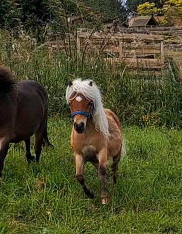 Amha hengstje, Dieren en Toebehoren, Pony's