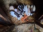 Reuzevlinder/ lotharinger, Dieren en Toebehoren, Konijnen, Meerdere dieren, Groot, 0 tot 2 jaar