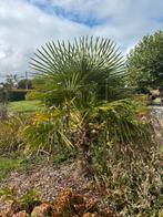 Chinese waaierpalm te koop, Tuin en Terras, Planten | Bomen, Ophalen, Palmboom, 100 tot 250 cm