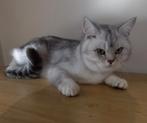 Britse korthaar ( beschikbaar vanaf 24/9/2025), Kater, Gechipt