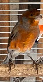 Kanaries, Dieren en Toebehoren, Vogels | Kanaries