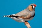 zebravinken, Dieren en Toebehoren, Vogels | Overige Vogels, Meerdere dieren, Wildzangvogel