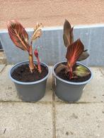 canna tropicana down under, Ophalen
