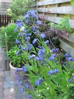 Ossetong, Tuin en Terras, Planten | Tuinplanten, Ophalen