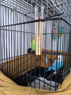 Deux perruches + cage, Animaux & Accessoires, Oiseaux | Perruches & Perroquets