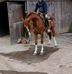 Draver, Dieren en Toebehoren, Pony's, Ruin