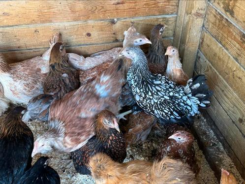 Wyandotte groot: goudblauw, goudzwart en geelwit, Dieren en Toebehoren, Pluimvee
