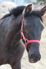 PRE merrie veulen, Dieren en Toebehoren, Paarden, Merrie, Minder dan 160 cm, Gechipt, 0 tot 2 jaar