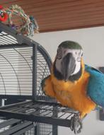 Handtamme blauwgele ara, Dieren en Toebehoren