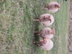 Rammen, Dieren en Toebehoren, Schapen, Geiten en Varkens, Mannelijk, Schaap, 0 tot 2 jaar