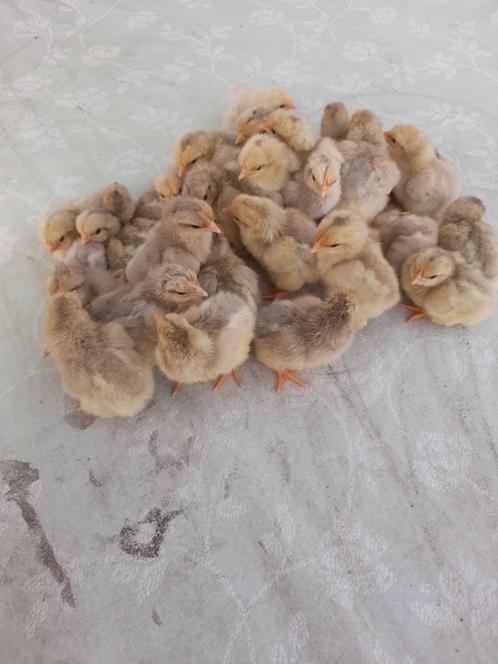 dag kuikens van leghorn parelgrijs, Dieren en Toebehoren, Pluimvee, Kip, Geslacht onbekend