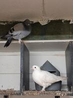 Koppel takla's, Dieren en Toebehoren, Vogels | Duiven