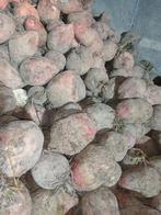 Voederbieten, Zakelijke goederen, Landbouw | Veevoer, Ophalen