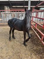 Friese merrie jaarling, Dieren en Toebehoren, Paarden, Merrie, Niet van toepassing, Dressuurpaard, 0 tot 2 jaar