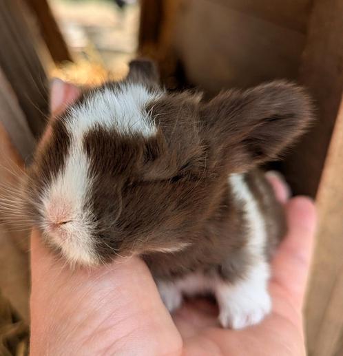Minilop baby konijntjes, Dieren en Toebehoren, Konijnen, Klein, 0 tot 2 jaar, Hangoor