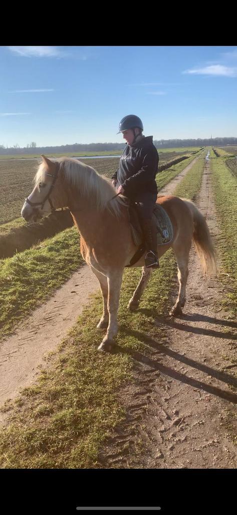Vrolijke 16 jarige haflinger ruin 151, een echte alrounder, Animaux & Accessoires, Chevaux, Hongre, L, Moins de 160 cm, 11 ans ou plus
