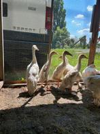 Loopeenden, Dieren en Toebehoren, Geslacht onbekend, Eend