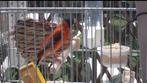 tarin venezuela, Animaux & Accessoires, Oiseaux | Oiseaux Autre
