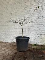 Acer te koop, Tuin en Terras, Ophalen