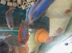 Labidochromis hongi sweden, Dieren en Toebehoren, Vissen | Aquariumvissen, Vis, Zoetwatervis
