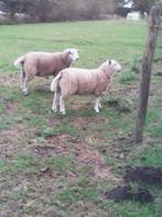 schapen (ram), Dieren en Toebehoren, Mannelijk, Schaap, 0 tot 2 jaar