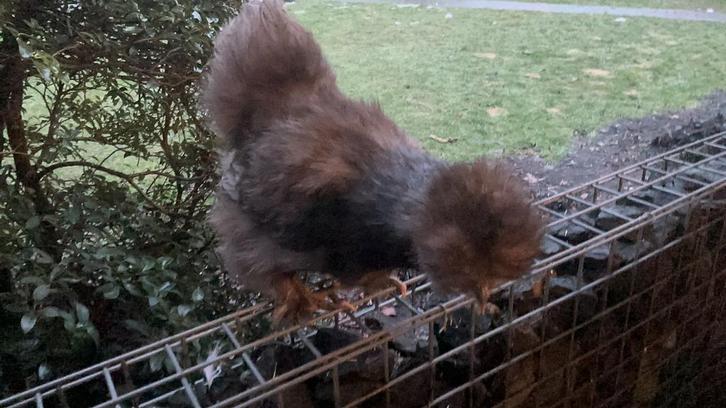 Usa Zijdehoenders hennen, Animaux & Accessoires, Volatiles, Poule ou poulet, Femelle