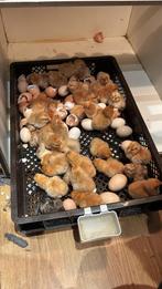 Doorlopend opzoek naar broedeieren!, Dieren en Toebehoren, Pluimvee