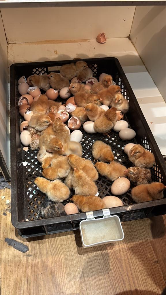 Doorlopend opzoek naar broedeieren!, Dieren en Toebehoren, Pluimvee