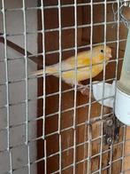 Kanarie, Dieren en Toebehoren