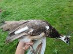 Zilverbonte / silverpied pauwen 2025, Dieren en Toebehoren, Pluimvee