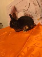 Mooi dwerg konijntjes 9 weeken tam vrouwtje, Dieren en Toebehoren
