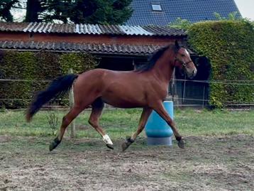 Lieve pony’s zoeken nieuwe thuis beschikbaar voor biedingen